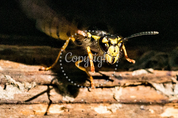 wasp-6