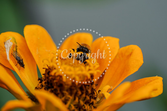 Bees-30
