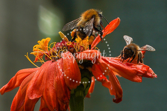 Bees-26