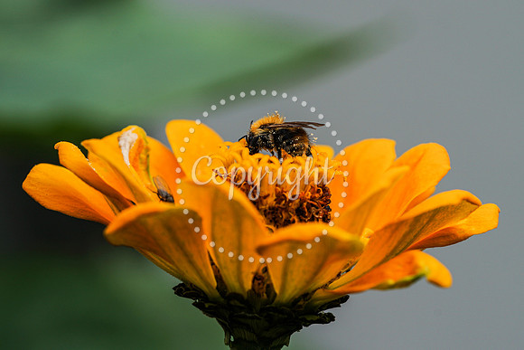Bees-32