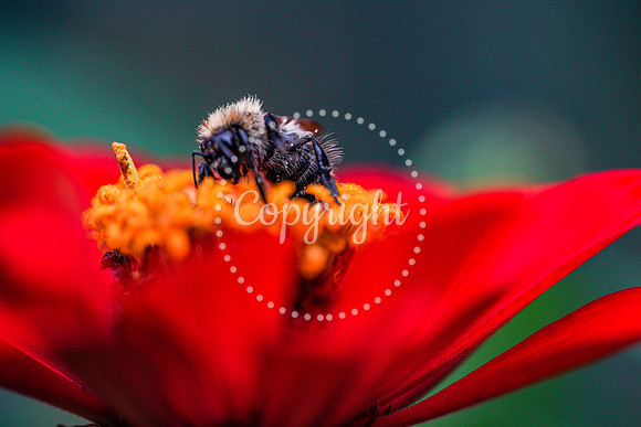 Bees-7