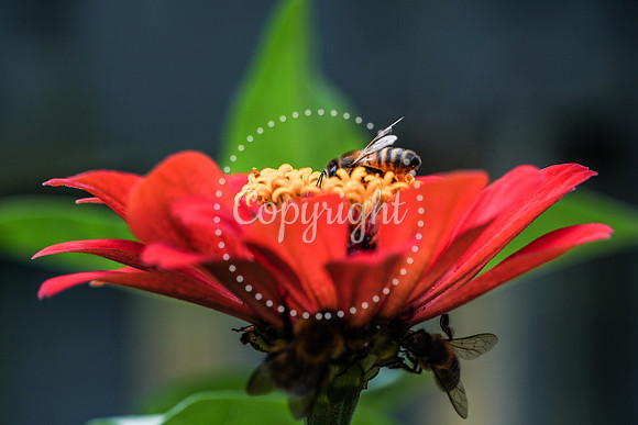 Bees-29