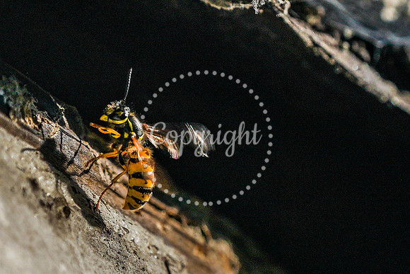 wasp