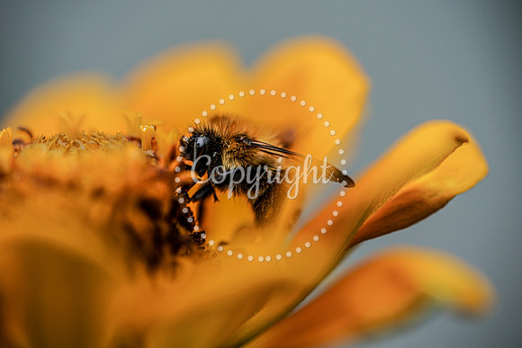 Bees-8