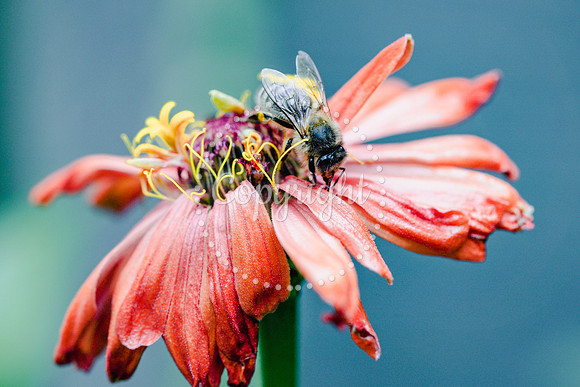 Bees-18