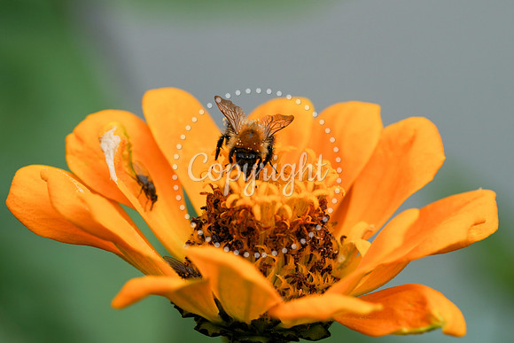 Bees-31