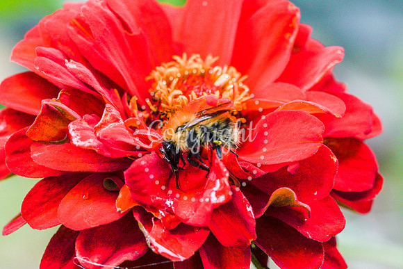 Bees-13