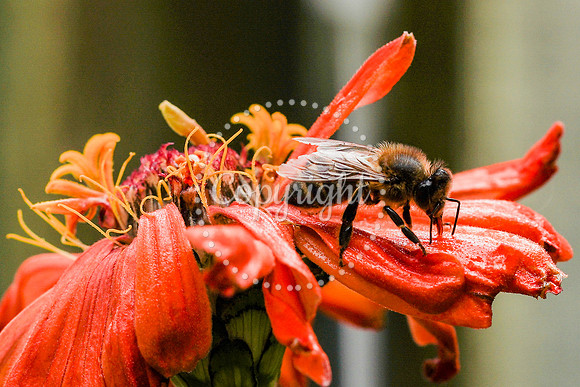 Bees-34