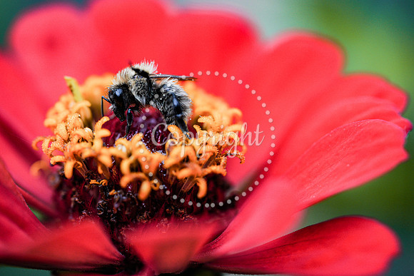 Bees-4