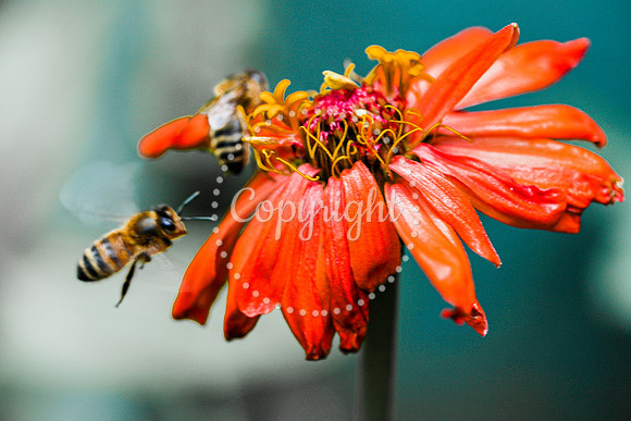Bees-17