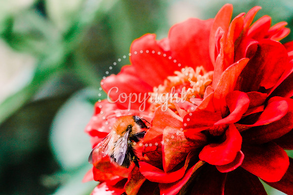 Bees-11