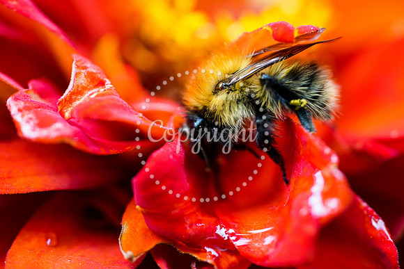 Bees-15