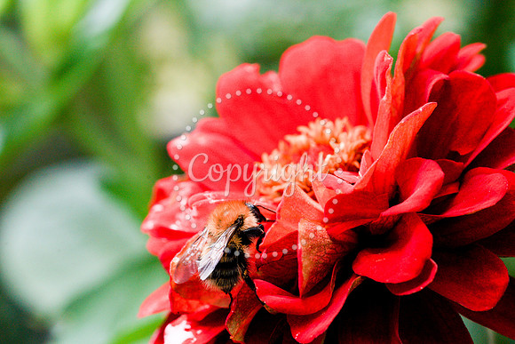 Bees-12