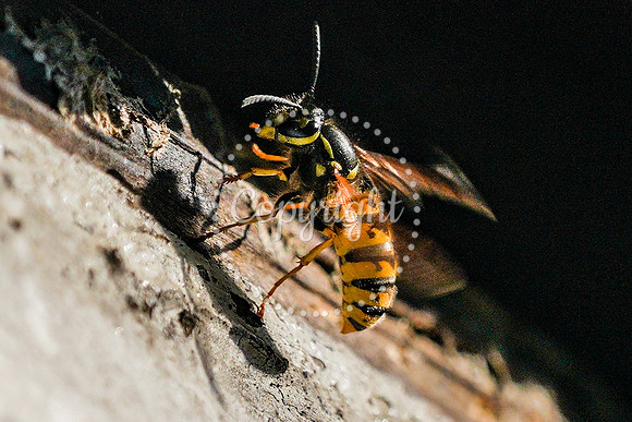 wasp-2