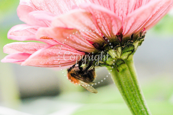 Bees-16