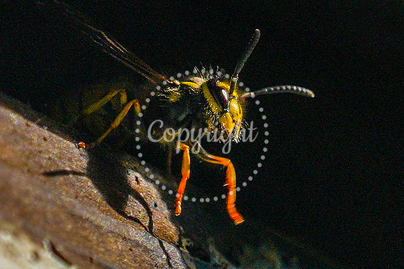 wasp-4