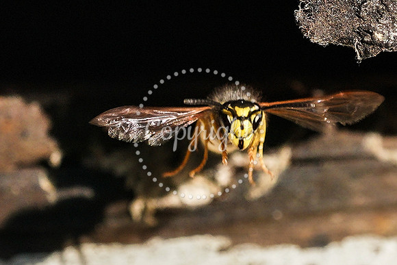 wasp-5