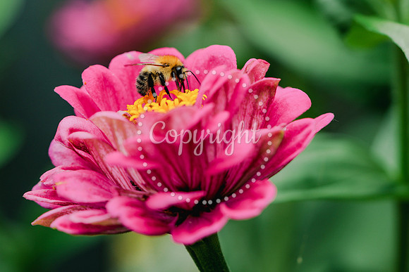 Bees-23