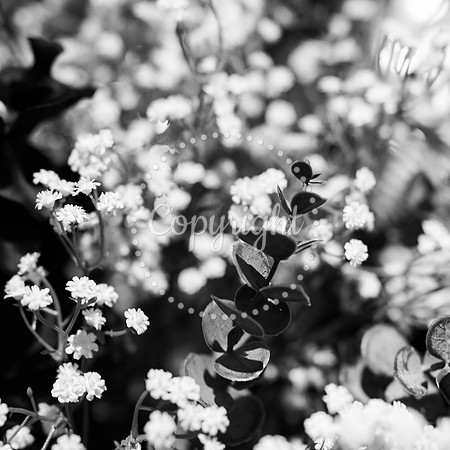 Melody & Marc Engagement-249tz