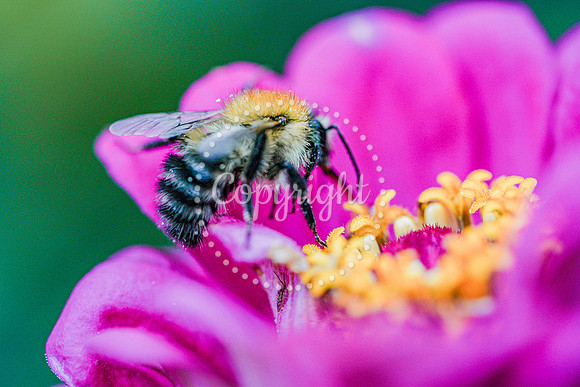 Bees-5