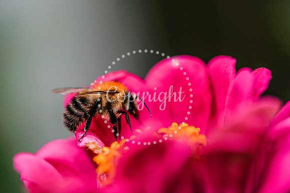 Bees-3