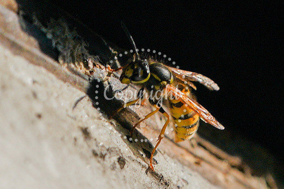 wasp-3